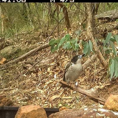 Cracticus torquatus (Grey Butcherbird) at Lower Portland, NSW - 9 May 2025 by BlundellsSwamp
