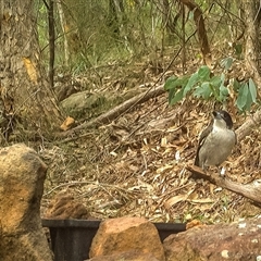 Cracticus torquatus at Lower Portland, NSW - 9 May 2025 10:41 AM