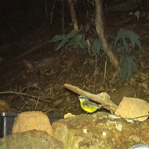 Eopsaltria australis (Eastern Yellow Robin) at Lower Portland, NSW - 10 May 2025 by BlundellsSwamp