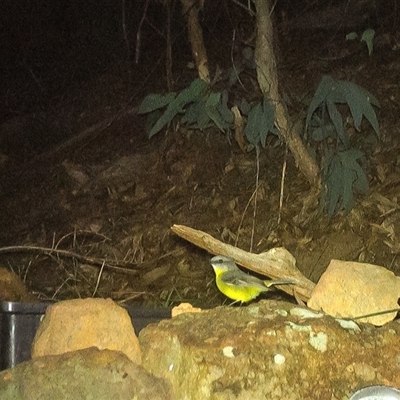 Eopsaltria australis (Eastern Yellow Robin) at Lower Portland, NSW - 10 May 2025 by BlundellsSwamp