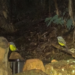 Eopsaltria australis (Eastern Yellow Robin) at Lower Portland, NSW - Yesterday by BlundellsSwamp