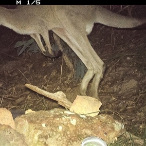 Macropus giganteus at Lower Portland, NSW - 10 May 2025 11:11 PM