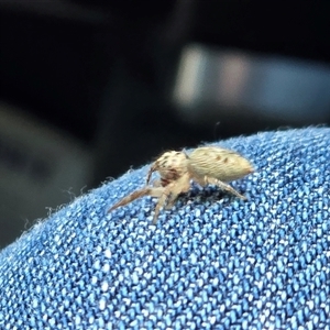 Opisthoncus sp. (genus) (Opisthoncus jumping spider) at Yarralumla, ACT - 12 May 2025 by Mike
