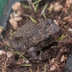 Unverified Frog at Haberfield, NSW - Today by MattC1