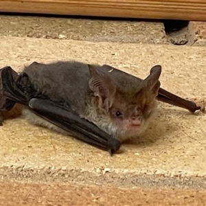 Nyctophilus geoffroyi at Chapman, ACT - 10 May 2025 by RomanSoroka