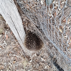 Tachyglossus aculeatus (Short-beaked Echidna) at Latham, ACT - 1 May 2025 by Caric