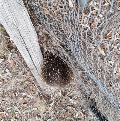 Tachyglossus aculeatus (Short-beaked Echidna) at Latham, ACT - 1 May 2025 by Caric