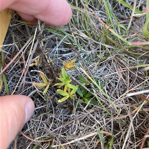 Epilobium billardiereanum subsp. cinereum at Mount Clear, ACT - 11 May 2025 by JamesVandersteen