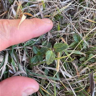 Veronica plebeia (Trailing Speedwell, Creeping Speedwell) at Mount Clear, ACT - 11 May 2025 by JamesVandersteen