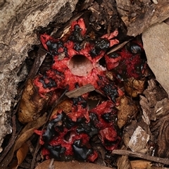 Clathrus archeri by debhart