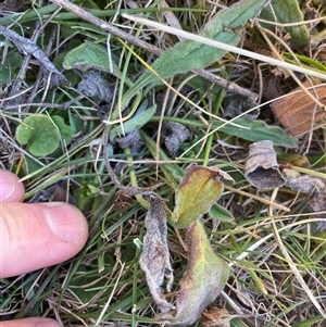 Hackelia suaveolens (Sweet Hounds Tongue) at Mount Clear, ACT - 11 May 2025 by JamesVandersteen