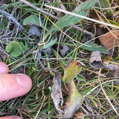 Hackelia suaveolens (Sweet Hounds Tongue) at Mount Clear, ACT - 11 May 2025 by JamesVandersteen