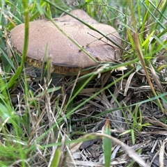 Unverified Fungus by LisaH