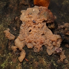 Gelatinous, on wood – genus uncertain by debhart