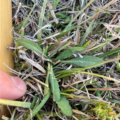 Senecio sp. (A Fireweed) at Mount Clear, ACT - 11 May 2025 by JamesVandersteen