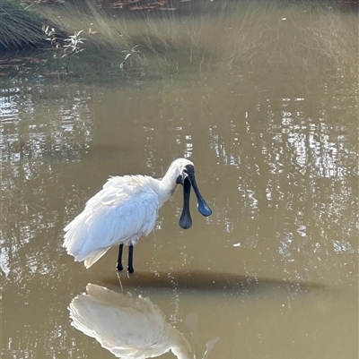 Platalea regia (Royal Spoonbill) at Franklin, ACT - 12 May 2025 by TimYiu