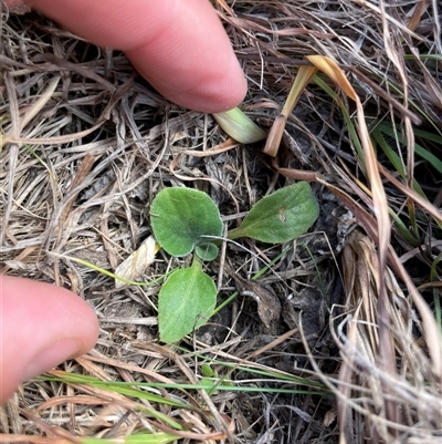 Cymbonotus sp. (preissianus or lawsonianus) (Bears Ears) at Mount Clear, ACT - 11 May 2025 by JamesVandersteen