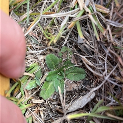 Solenogyne gunnii (Solengyne) at Mount Clear, ACT - 11 May 2025 by JamesVandersteen