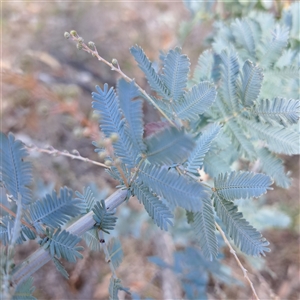 Acacia baileyana (Cootamundra Wattle, Golden Mimosa) at Watson, ACT - Yesterday by abread111