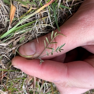 Unverified Plant at Mount Clear, ACT - 11 May 2025 by JamesVandersteen