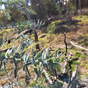 Acacia baileyana (Cootamundra Wattle, Golden Mimosa) at Watson, ACT - Yesterday by abread111