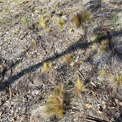 Nassella trichotoma (Serrated Tussock) at Watson, ACT - Yesterday by abread111