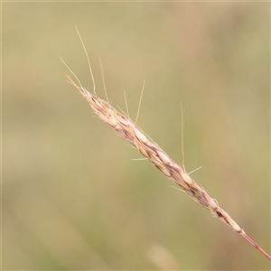 Bothriochloa macra (Red Grass, Red-leg Grass) at Fyshwick, ACT - 25 Mar 2025 by ConBoekel