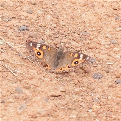 Junonia villida (Meadow Argus) at Fyshwick, ACT - 25 Mar 2025 by ConBoekel