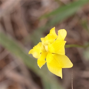 Goodenia pinnatifida at Fyshwick, ACT - 25 Mar 2025 by ConBoekel