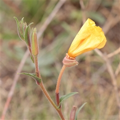 Oenothera stricta subsp. stricta (Common Evening Primrose) at Fyshwick, ACT - 25 Mar 2025 by ConBoekel