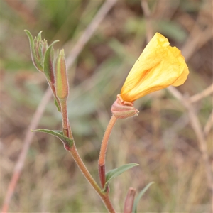 Oenothera stricta subsp. stricta (Common Evening Primrose) at Fyshwick, ACT - 25 Mar 2025 by ConBoekel