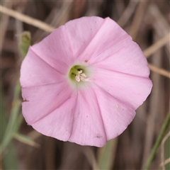 Convolvulus angustissimus subsp. angustissimus (Australian Bindweed) at Fyshwick, ACT - 25 Mar 2025 by ConBoekel