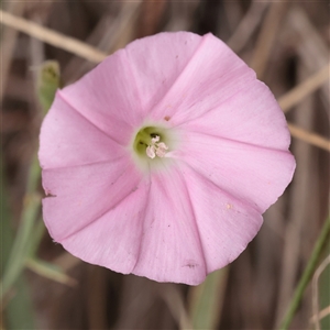 Convolvulus angustissimus subsp. angustissimus (Australian Bindweed) at Fyshwick, ACT - 25 Mar 2025 by ConBoekel