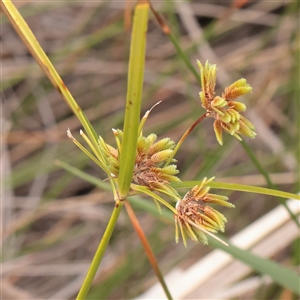 Unverified Rush, Sedge or Mat Rush at Fyshwick, ACT - 25 Mar 2025 by ConBoekel