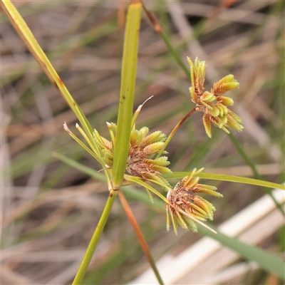 Cyperus eragrostis (Umbrella Sedge) at Fyshwick, ACT - 25 Mar 2025 by ConBoekel