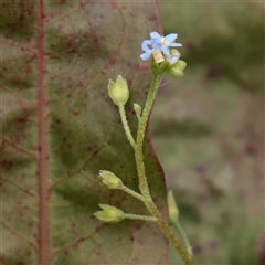 Cynoglossum australe (Australian Forget-me-not) at Fyshwick, ACT - 25 Mar 2025 by ConBoekel