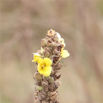 Verbascum thapsus subsp. thapsus (Great Mullein, Aaron's Rod) at Fyshwick, ACT - 25 Mar 2025 by ConBoekel
