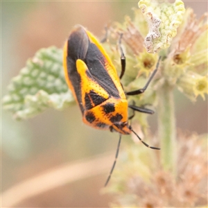 Agonoscelis rutila at Fyshwick, ACT - 25 Mar 2025 by ConBoekel