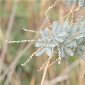 Acacia baileyana at Fyshwick, ACT - 25 Mar 2025 by ConBoekel