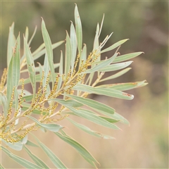 Acacia rubida (Red-stemmed Wattle, Red-leaved Wattle) at Fyshwick, ACT - 25 Mar 2025 by ConBoekel