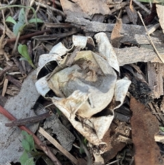Geastrum sp. (genus) at Hawker, ACT - Yesterday by Jennybach