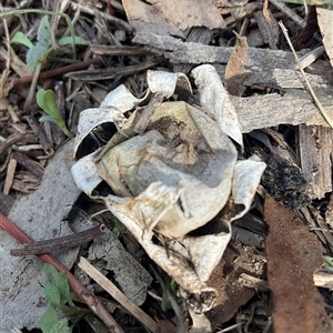 Geastrum sp. (genus) at Hawker, ACT - Yesterday by Jennybach