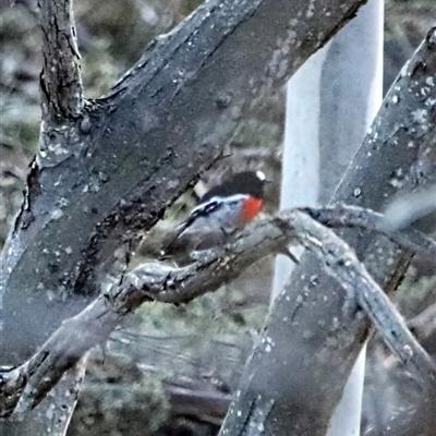 Petroica boodang (Scarlet Robin) at Jindabyne, NSW - 12 May 2025 by MandyandScott