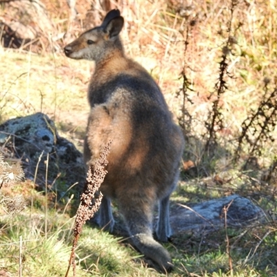 Notamacropus rufogriseus (Red-necked Wallaby) at Rendezvous Creek, ACT - 10 May 2025 by KMcCue
