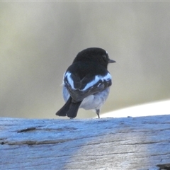 Petroica boodang (Scarlet Robin) at Rendezvous Creek, ACT - 10 May 2025 by KMcCue