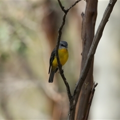 Eopsaltria australis (Eastern Yellow Robin) at Wilsons Valley, NSW - 12 May 2025 by MandyandScott