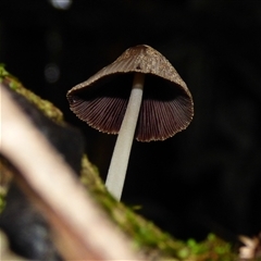 Unverified Cap on a stem; gills below cap [mushrooms or mushroom-like] at Collinsvale, TAS - 9 May 2025 by VanessaC
