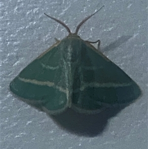 Mixocera latilineata (Side-lined Emerald) by pls047