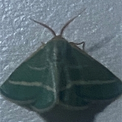 Mixocera latilineata at Bonny Hills, NSW - suppressed