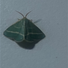 Mixocera latilineata at Bonny Hills, NSW - suppressed